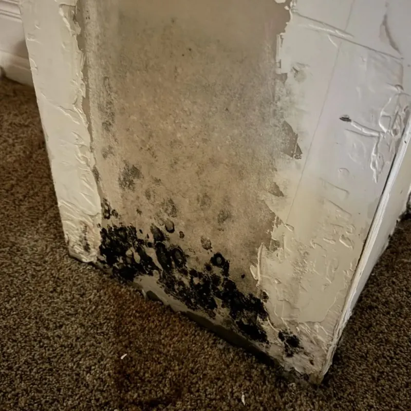 Professional Mold Removal in Luzerne, PA